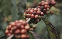 Производство кофе в Колумбии